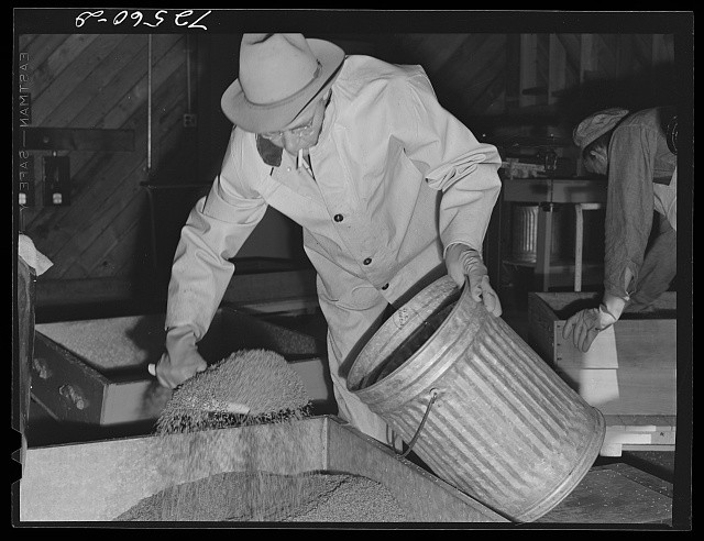 Salinas California 1938 Guayule Seed Treating Room Worker Pouring Seed