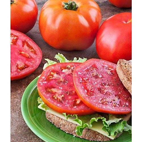 50 Seeds Amelia Tomato Heirloom Vegetable Tomatoe Garden Edible