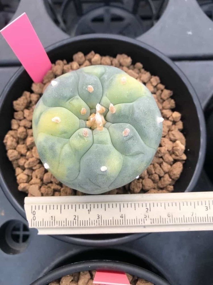 Variegated Cactus Plant Seed Grown Rare Cactus