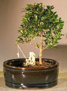Australian Brush Cherry Bonsai Tree Pot Water  Flowering Home Office 5yo 8