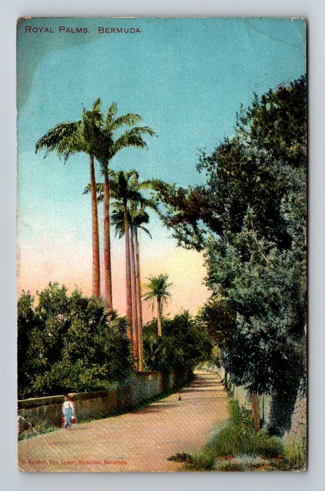 Bermuda- Hamilton Royal Palms Along The Roadway Souvenir Old PC Vintage Postcard