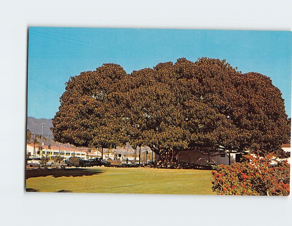 Postcard Moreton Bay Fig Tree Santa Barbara California USA