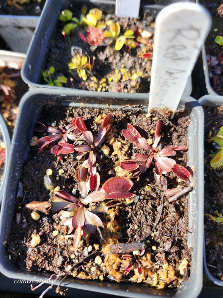 Venus Flytrap Red Microdent Carnivorous Plant (whole pot)
