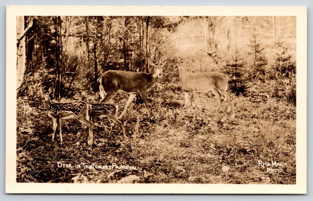 RPPC~Deer In Forest Primeval Rice Maid Photo~Real Photo Postcard