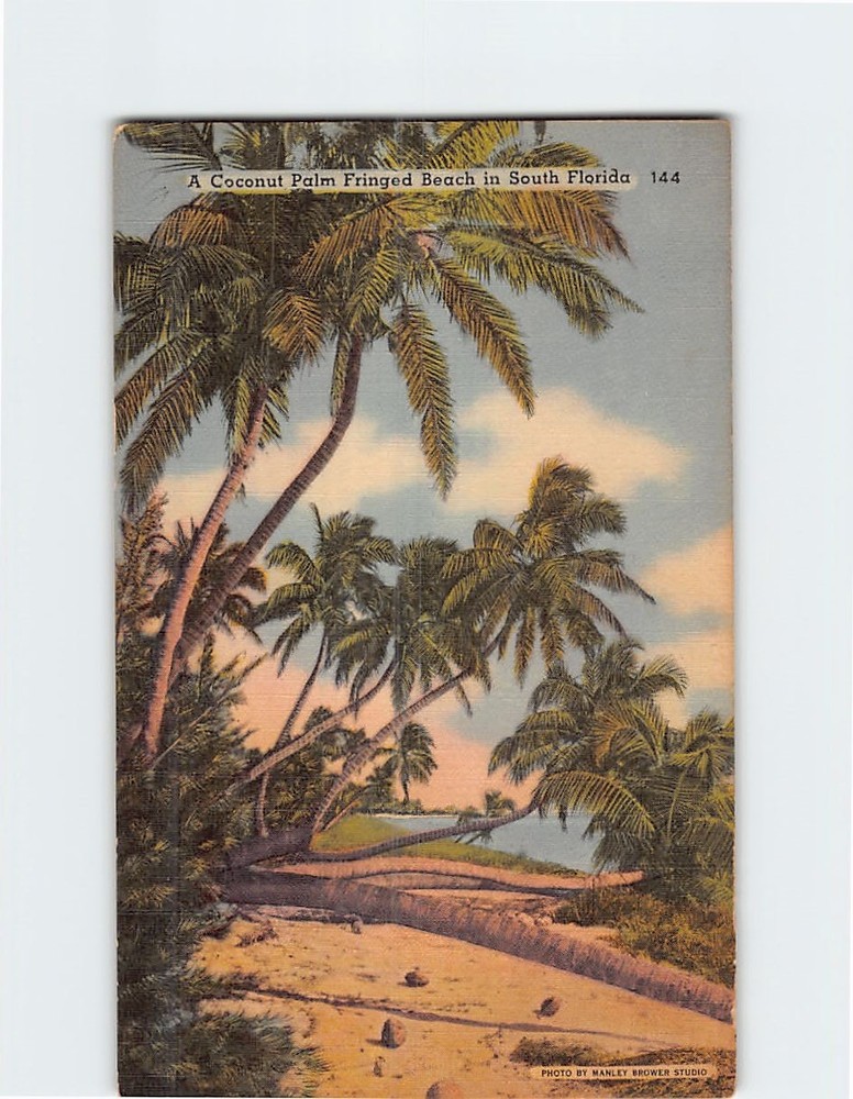 Postcard Coconut Palm Fringed Beach in South Florida USA