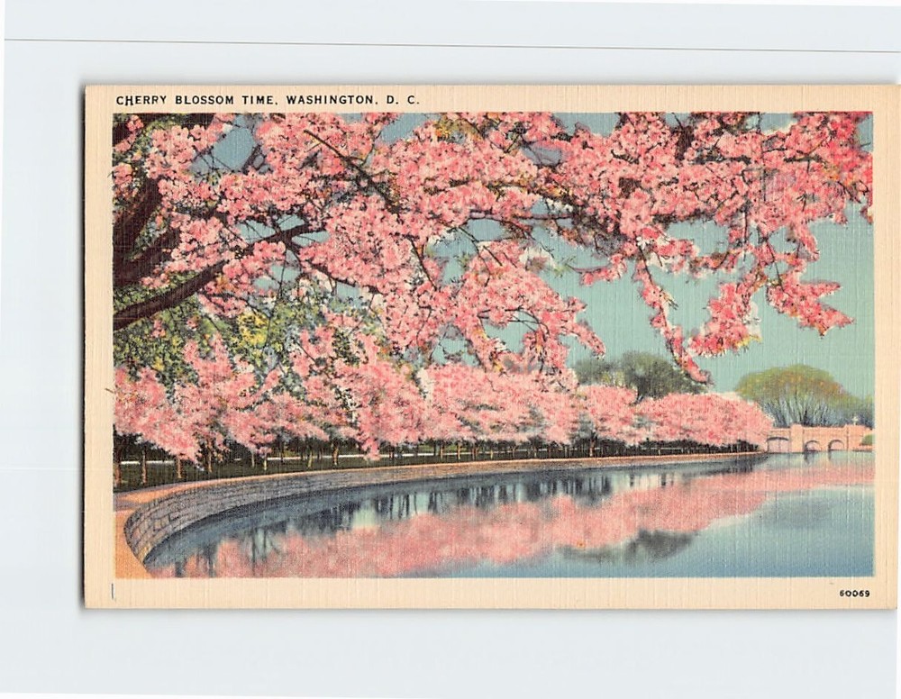 Postcard Cherry Blossom Time Washington DC USA