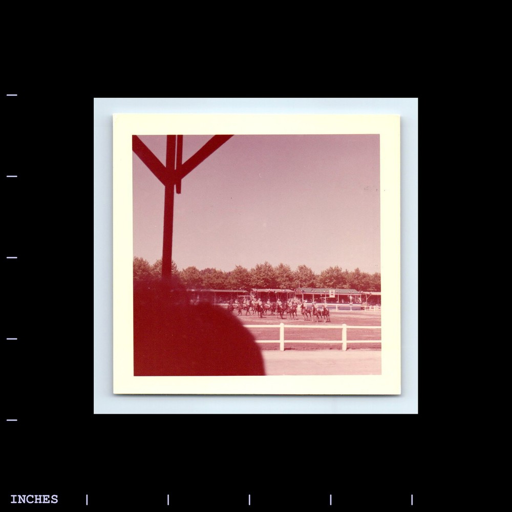 Square Color Photo HORSES ON FIELD