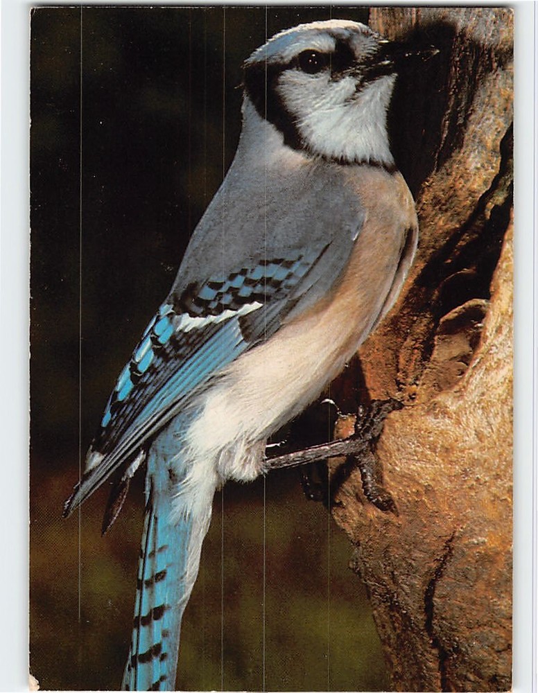 Postcard Blue Jay Bird