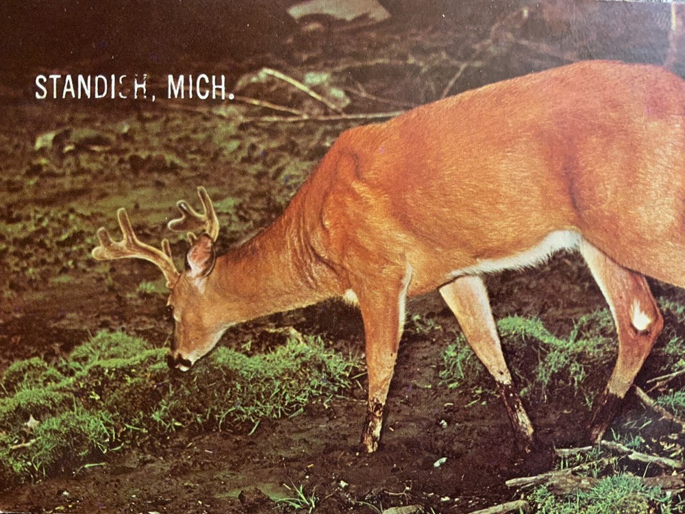 Buck Deer Standish Michigan Vintage Postcard Unposted