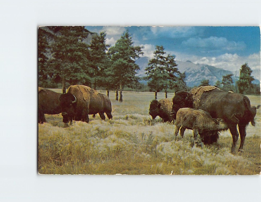 Postcard Buffalo or Bison Roamed Thru the Old West