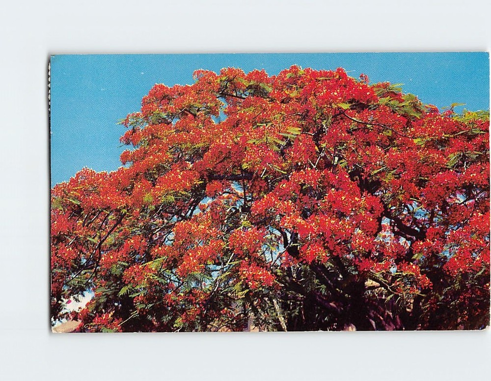 Postcard The Flame Tree or Royal Poinciana Hawaii USA
