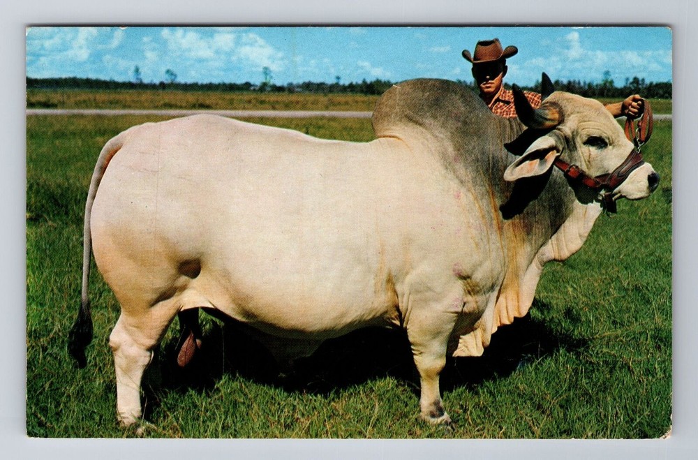 FL-Florida, Brahman Bull, Emperor Manso, Antique Vintage Souvenir Postcard