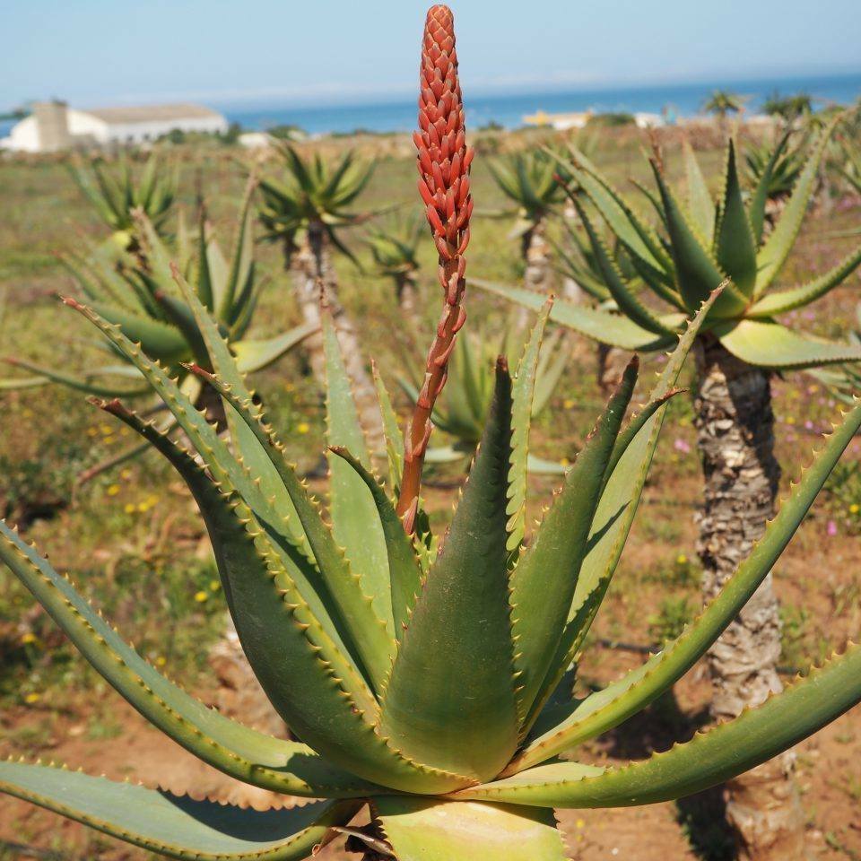 Aloe arborescens, Krantz aloe, Candelabra aloe - 10 Se eds