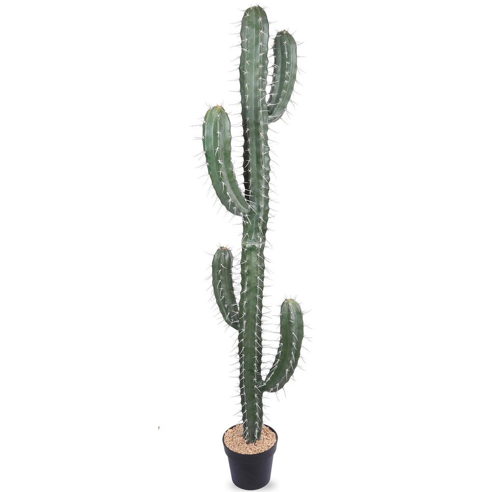 Tall 62