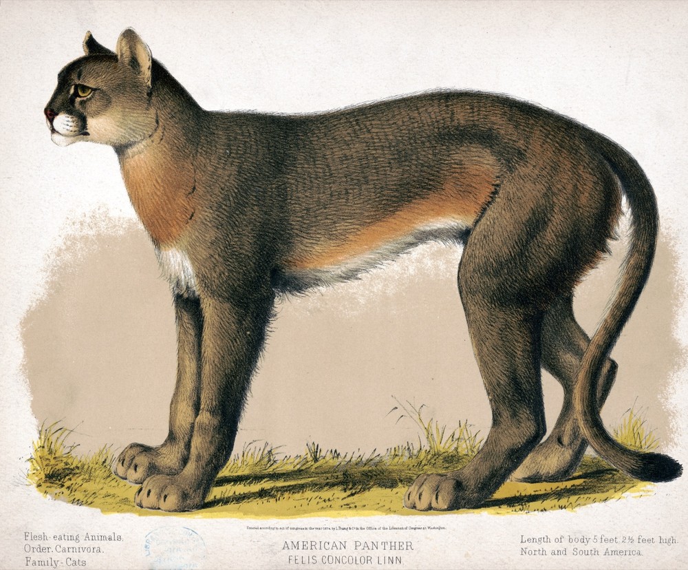 9571.Decoration Poster.Room Wall art.Home decor.American Panther.Science plate