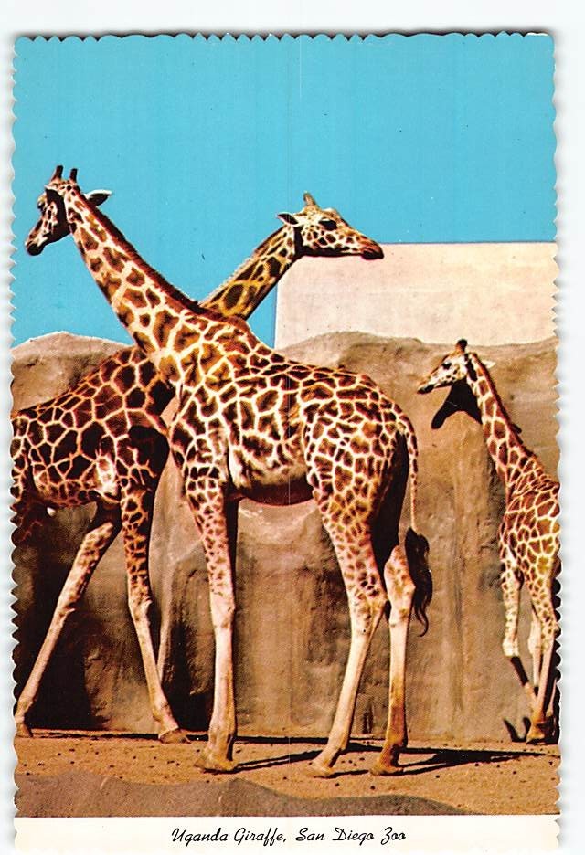 Postcard Uganda Giraffe San Diego Zoo San Diego California USA