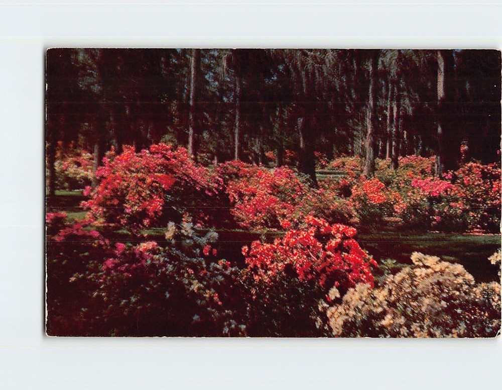 Postcard Flowers Trees Garden Nature Landscape Scenery