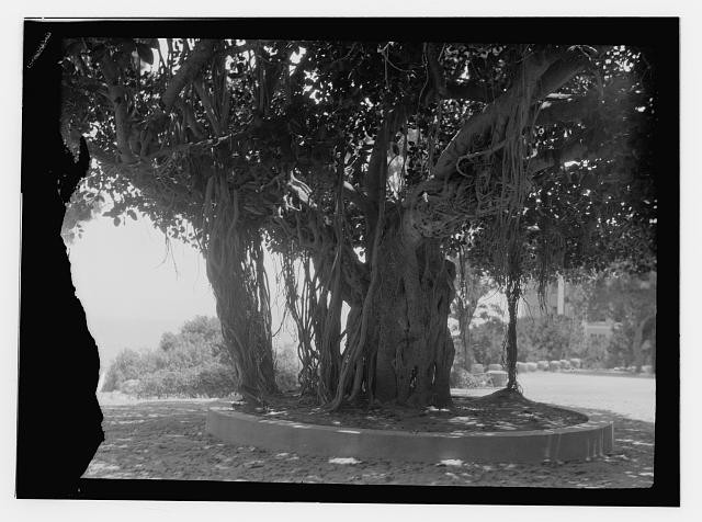 Photo:Beirut Lebanon 1930s American University Banyan Tree Campus