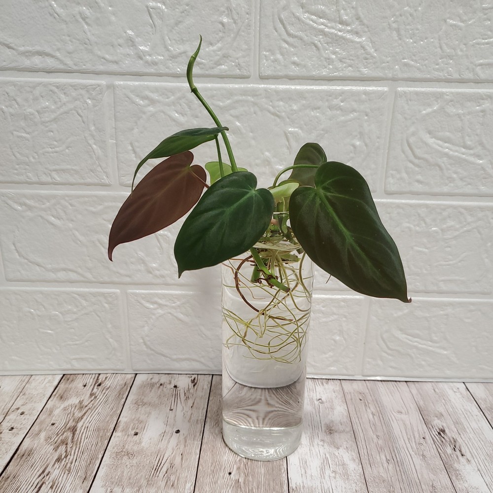 🪴 Starter Live House Plants 7 Rooted Cuttings Philodendron Micans