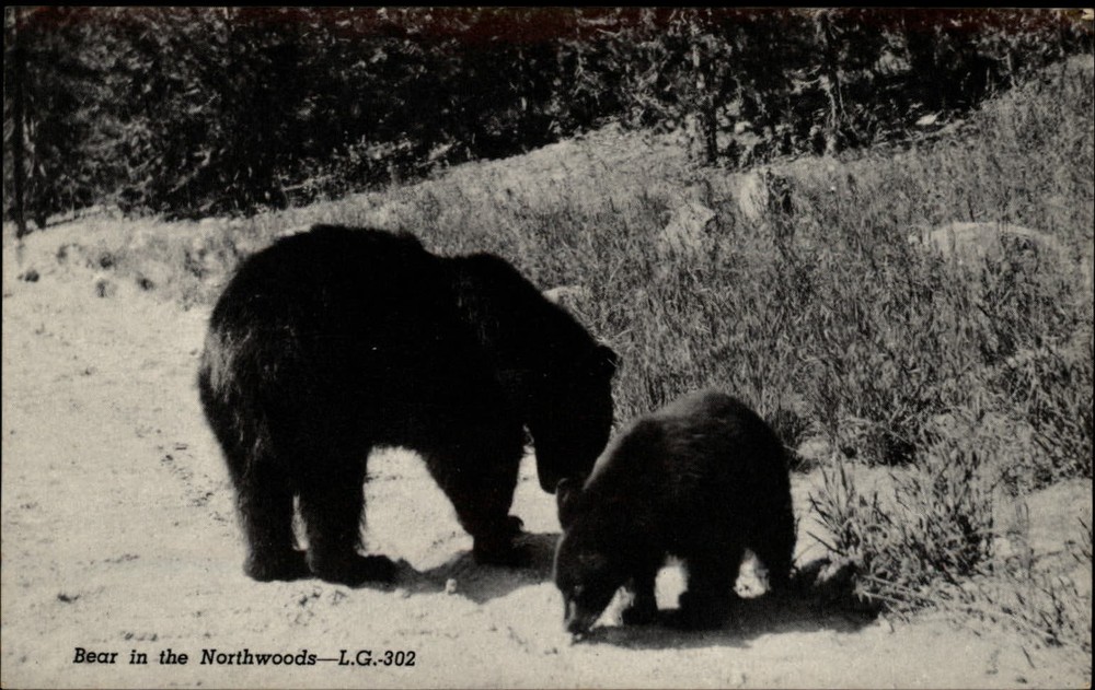 Michigan Hawks Greetings from Bears Northwoods ~ 1950-60s vintage postcard