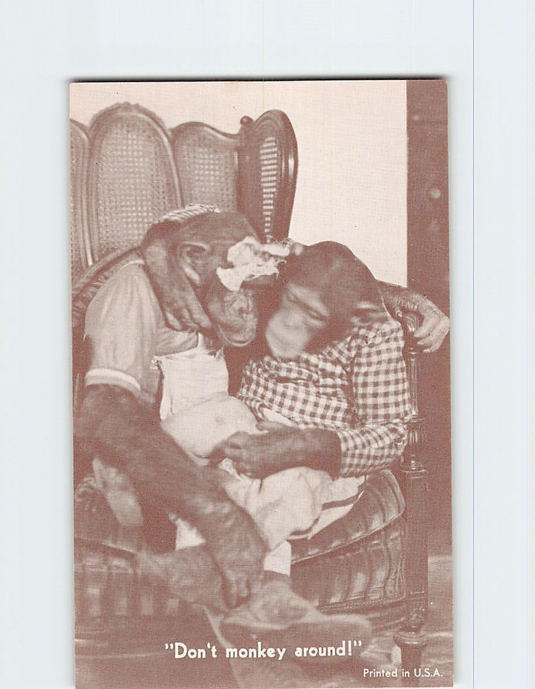 Postcard Chimpanzee Monkey Joke/Humor Anthropomorphic Animal Comic