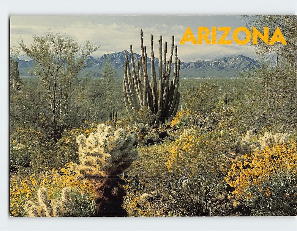 Postcard Organ Pipe Cactus Organ Pipe National Monument Ajo Arizona USA