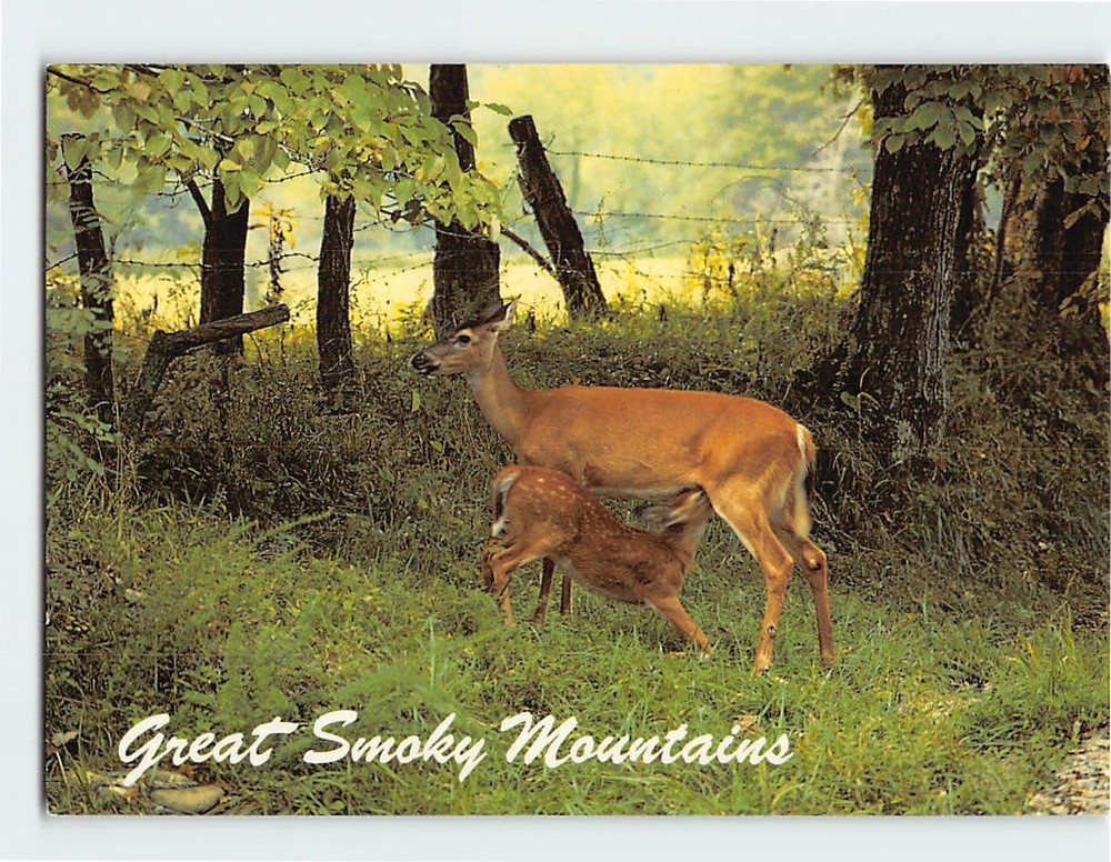 Postcard Whitetail Deer & Fawn Great Smoky Mountains USA