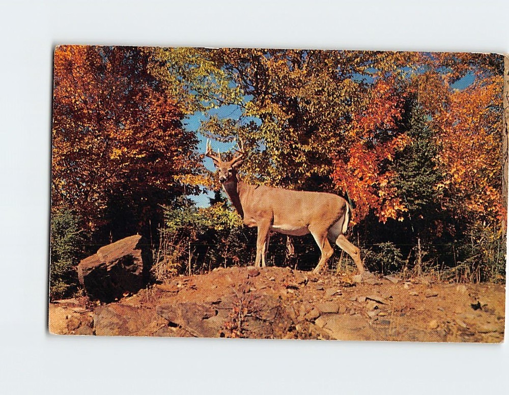 Postcard White-tailed Deer Monarch of Nature's Autummn Wonderland