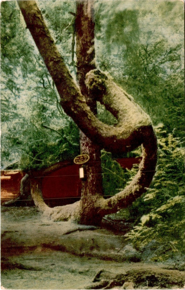 Upside Down Tree, Ripley's, Trees of Mystery, Redwood Highway, Postcard
