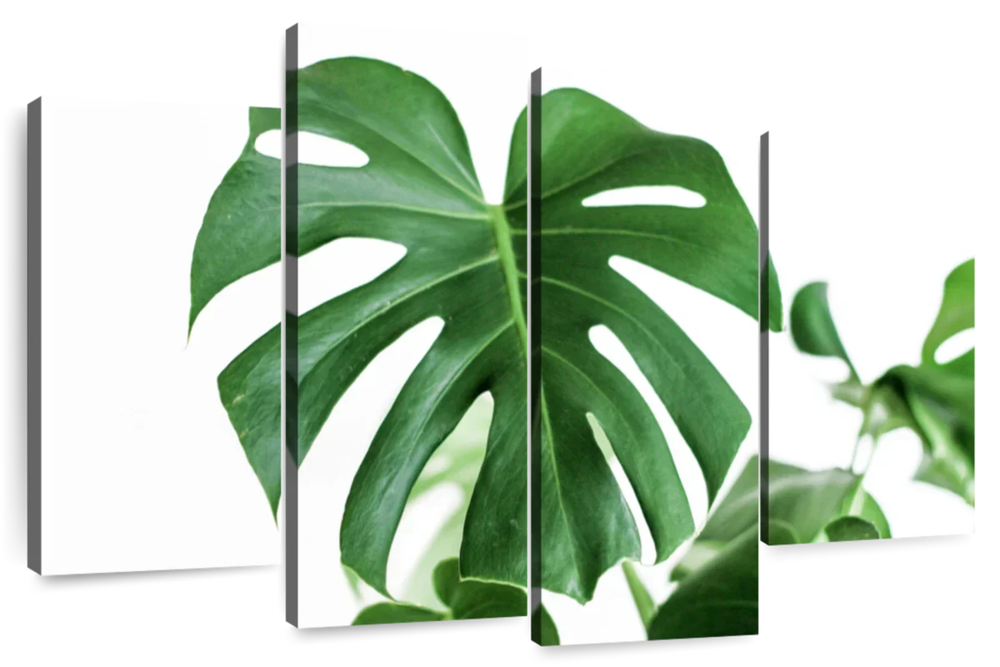 Monstera Leaf Wall Art