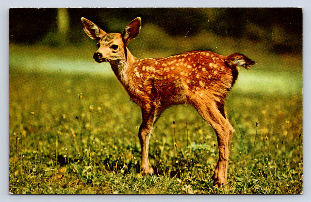 Vintage Postcard Greetings from Boulder Junction Wisconsin Deer