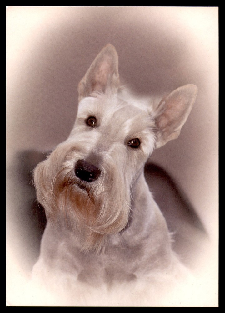 Postcard White Scottish Terrier Portrait