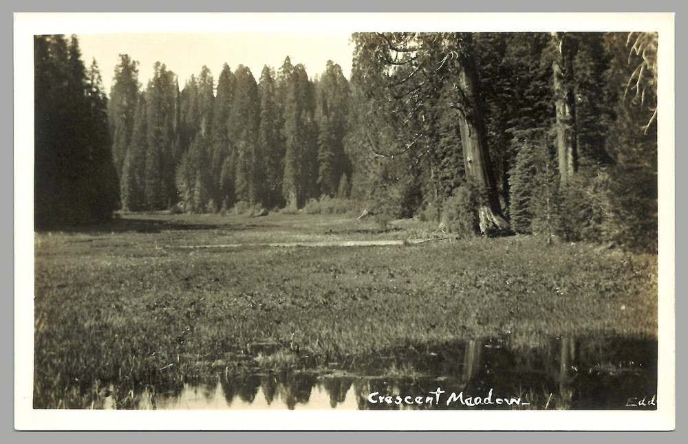 Crescent Meadow Sequoia National Park California c1930s RPPC Vintage Postcard
