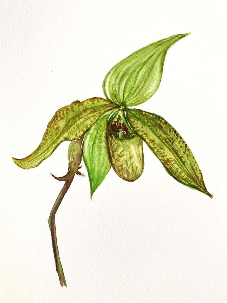 Green Watercolor Orchid Original Art Painting