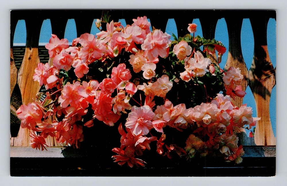 Stowe VT-Vermont, Trapp Family Lodge, Advertising, Flowers, Vintage Postcard