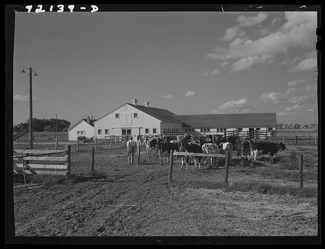 Photo:Farm Dairy Cows Barn Rural Ranch 1930s Agricultural Scene