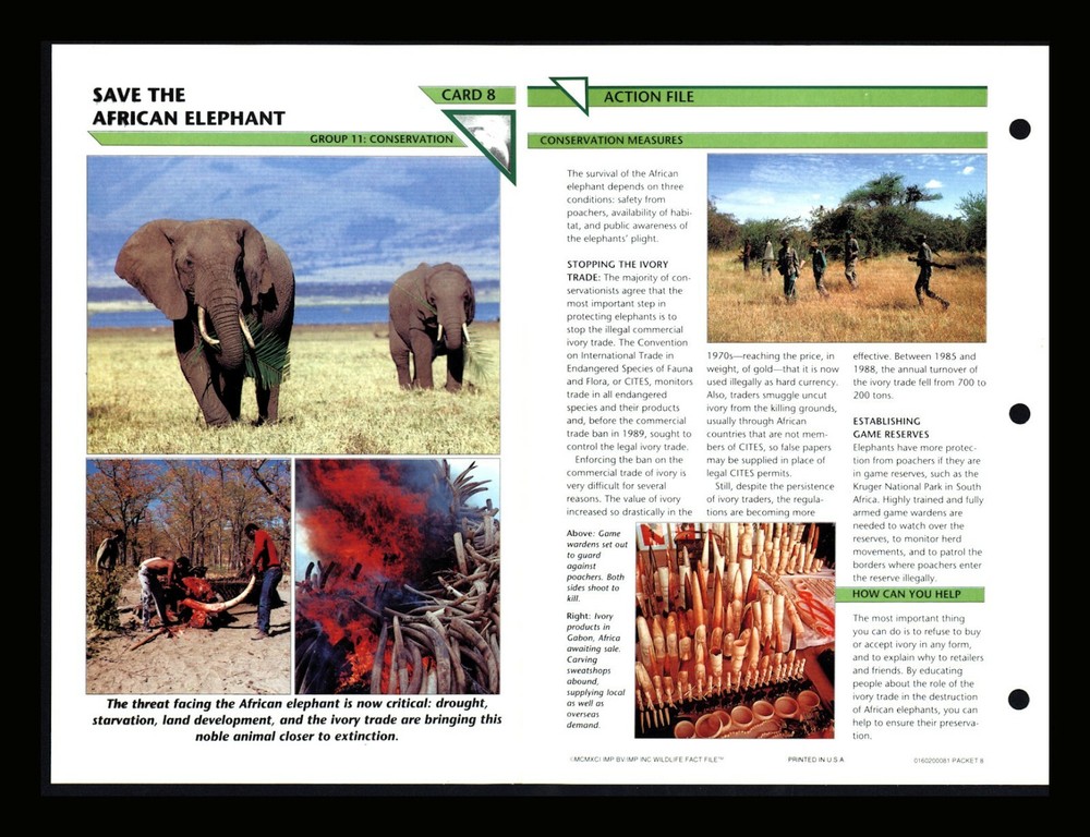 African Elephant Conservation Fact Card for Homeschool Education 11.8