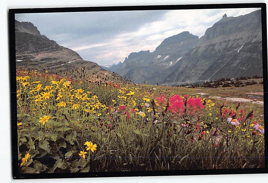 Postcard Garden Wall Glacier National Park Montana USA