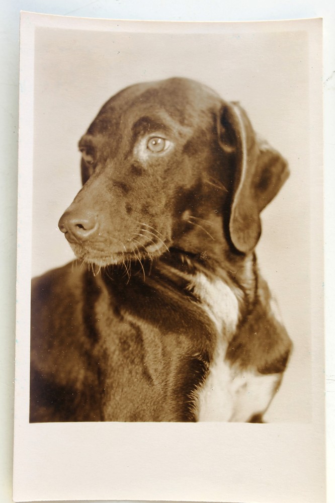 24420 Photo AK Dachshund Dog Portrait Photo 1962 PC ROOF DOG
