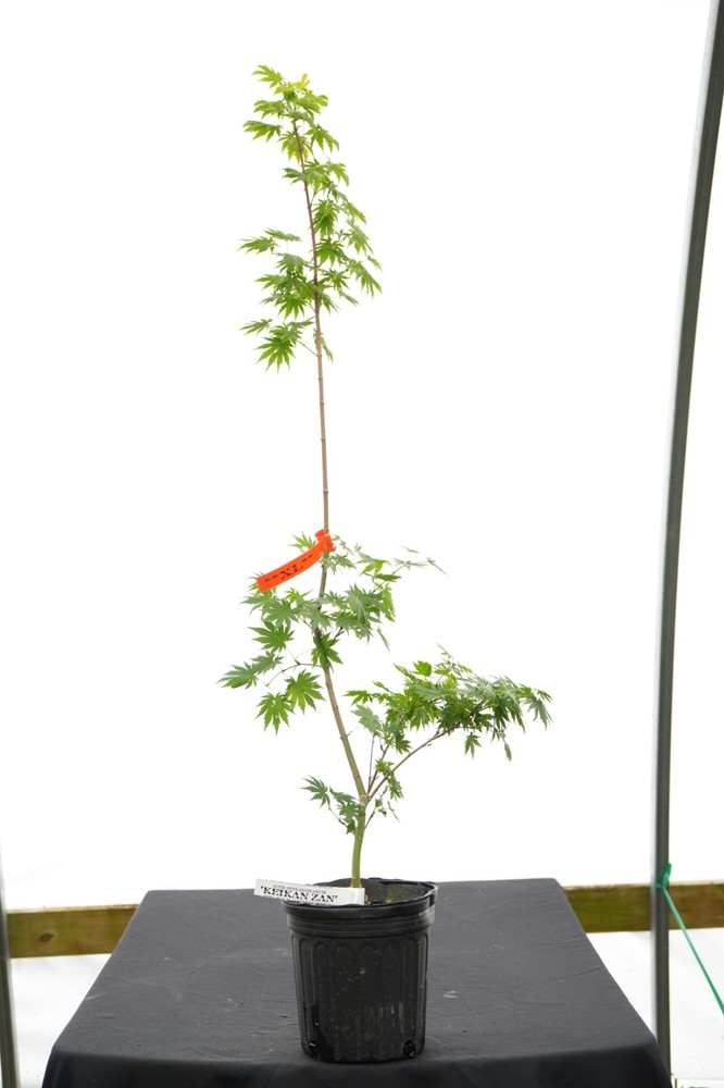 Acer tenuifolium 'Keikan zan' Full Moon Japanese Maple 1 Gallon XL