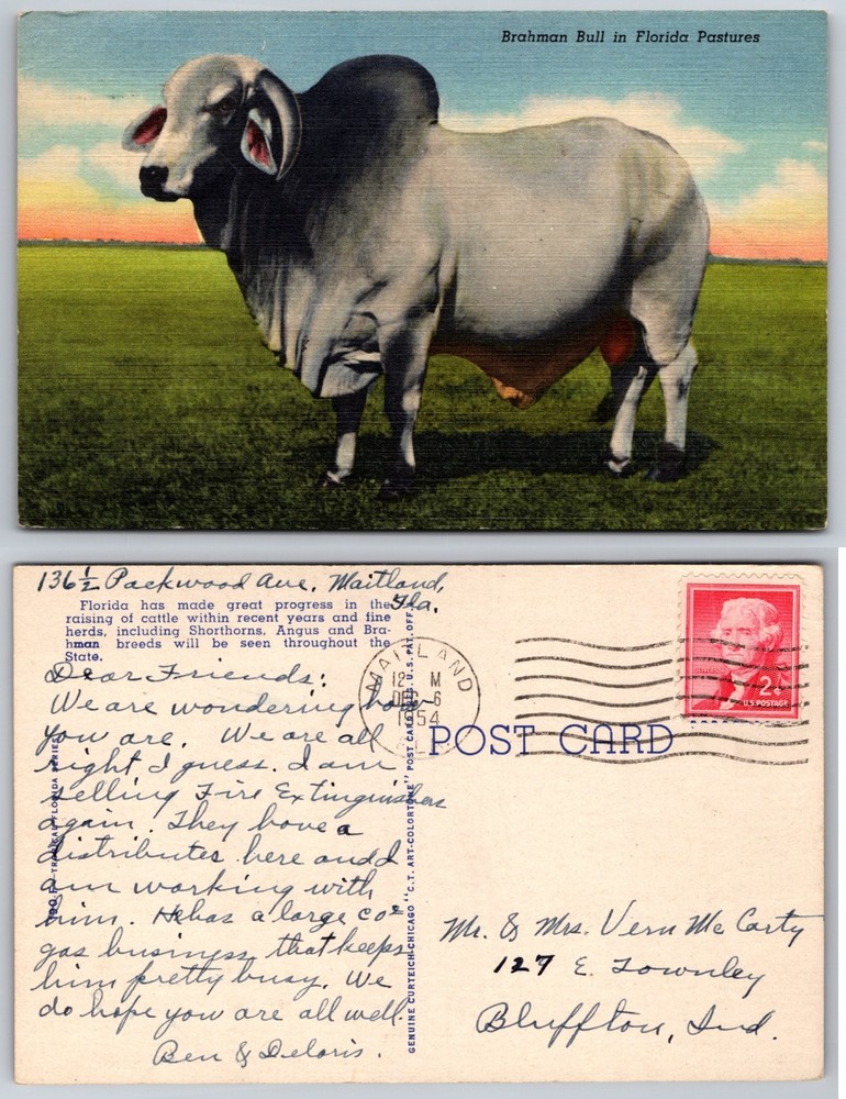 Brahman Bull In Florida Pastures Postcard