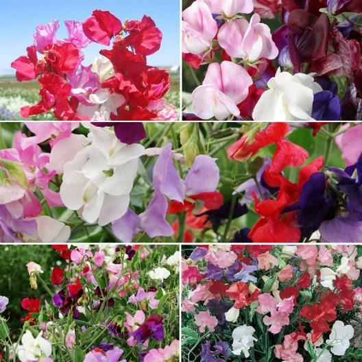 Sweet Pea SWEETIE Mix 5 Species Heirloom Lathryus Fragrant Non-GMO 50 Seeds