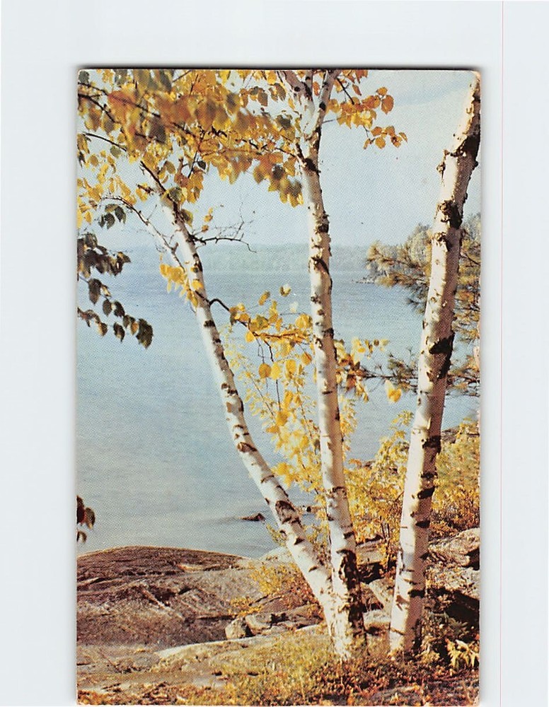 Postcard White Birches Nature Scene