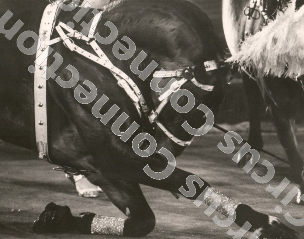 1976 Ringling Bros Circus Black Stallion Press Photograph 8