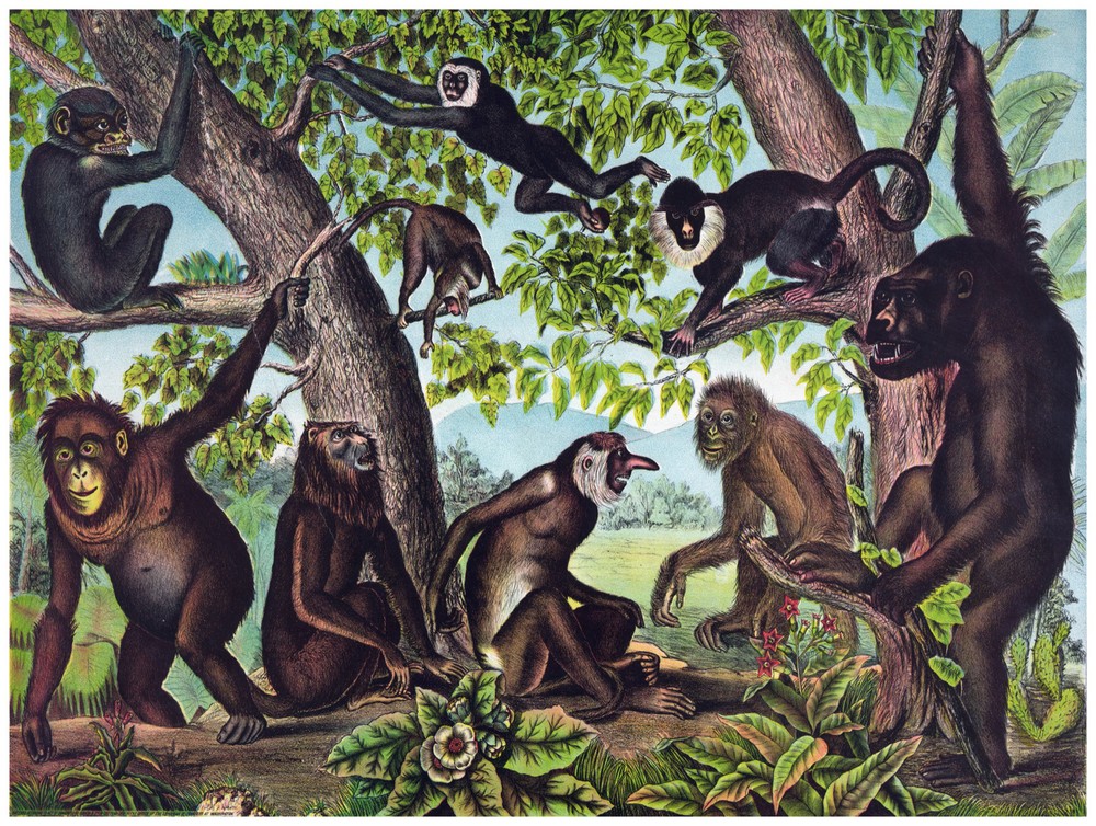 Decor Wild Life Poster. Fine Graphic Art. Chimpanzees. Home Wall Design. 1194