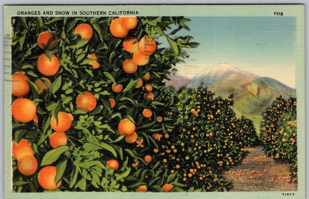 Vtg Postcard Navel Orange Grove Southern California, CA 1930s