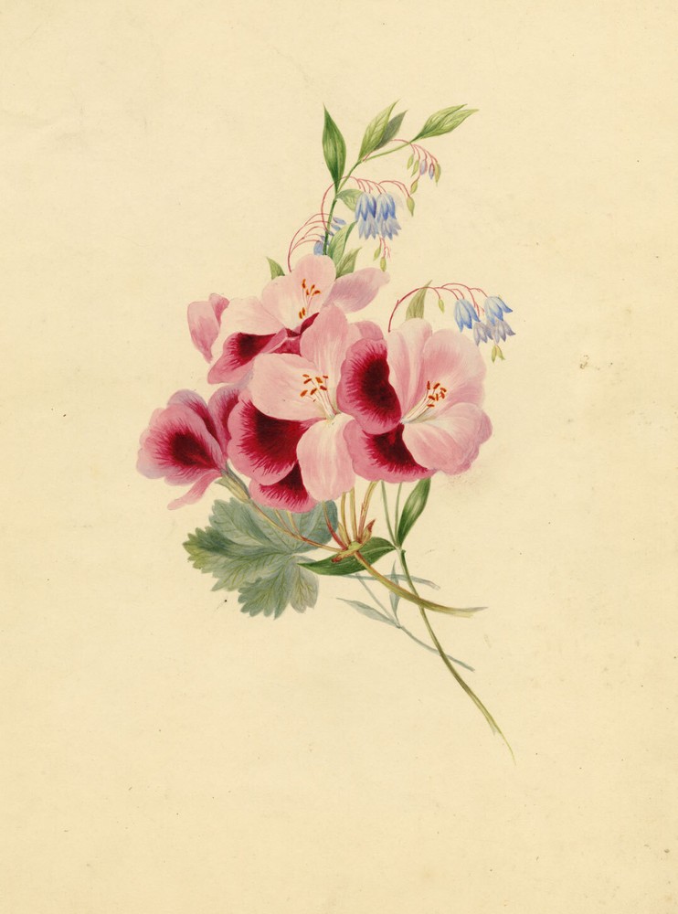 Geranium Shield of Achilles & lobelia Flower – early C19th watercolour painting-image