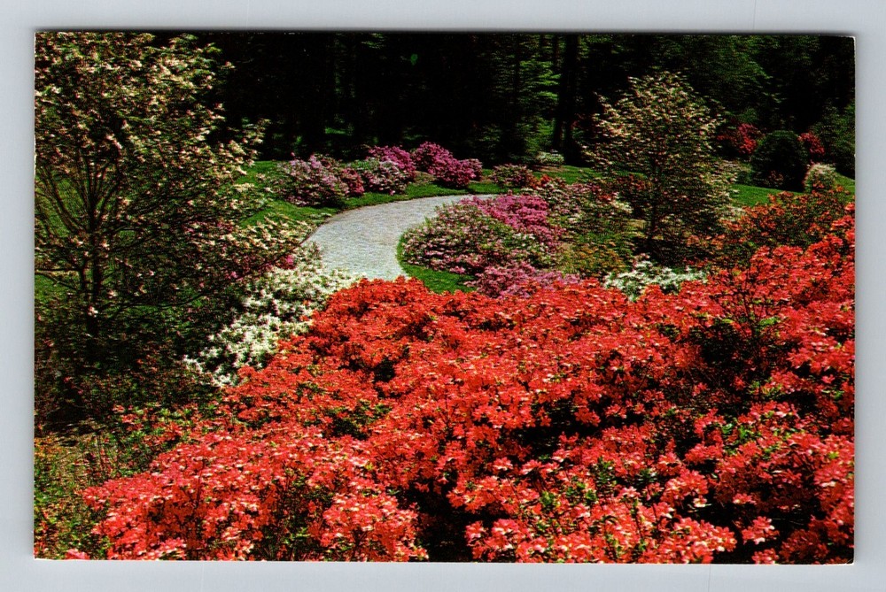 Asheville, NC-North Carolina, Biltmore Gardens Azaleas Vintage c1962 Postcard
