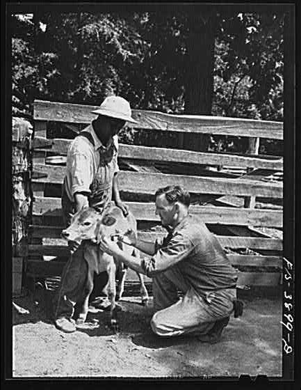 Lauderdale County Alabama TVA 1930s Julien H. Chase with Calf Farm Scene