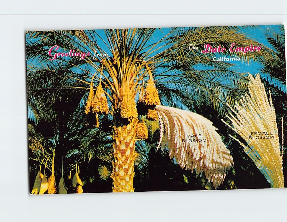 Postcard Date Palms Indio California USA